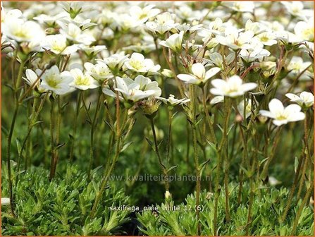 Saxifraga &#039;Pixie White&#039; | Steenbreek, Mossteenbreek