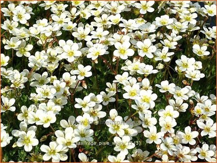 Saxifraga &#039;Pixie White&#039; | Steenbreek, Mossteenbreek