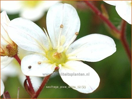 Saxifraga &#039;Pixie White&#039; | Steenbreek, MossteenbreekSaxifraga &#039;Pixie White&#039; | Steenbreek, Mossteenbr