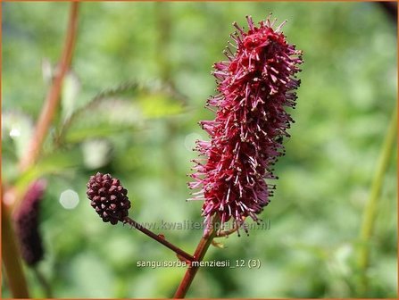 Sanguisorba menziesii | Pimpernel, Sorbenkruid