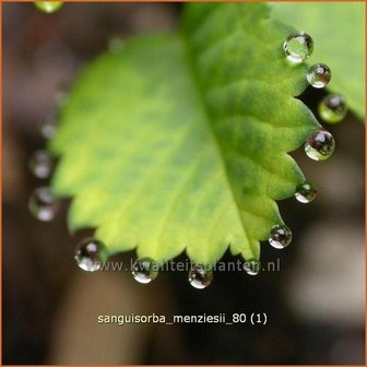 Sanguisorba menziesii | Pimpernel, Sorbenkruid