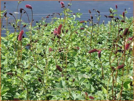Sanguisorba menziesii | Pimpernel, Sorbenkruid