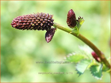 Sanguisorba menziesii | Pimpernel, Sorbenkruid