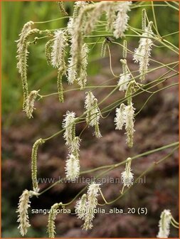 Sanguisorba tenuifolia &#039;Alba&#039; | Pimpernel, Sorbenkruid