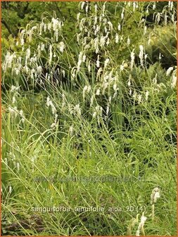Sanguisorba tenuifolia &#039;Alba&#039; | Pimpernel, Sorbenkruid