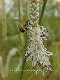 Sanguisorba tenuifolia &#039;Alba&#039; | Pimpernel, Sorbenkruid