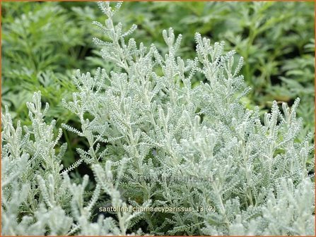 Santolina chamaecyparissus | Heiligenbloem, Cipressenkruid