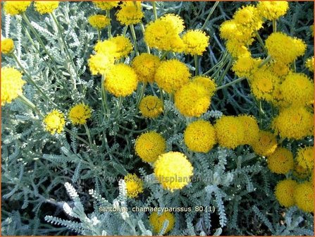 Santolina chamaecyparissus | Heiligenbloem, Cipressenkruid