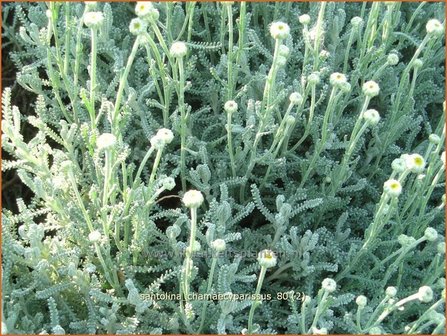 Santolina chamaecyparissus | Heiligenbloem, Cipressenkruid