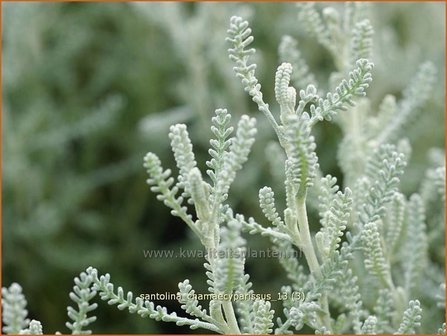 Santolina chamaecyparissus | Heiligenbloem, Cipressenkruid