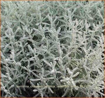 Santolina chamaecyparissus 'Lambrook Silver' | Heiligenbloem, Cipressenkruid