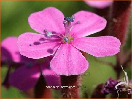 Saponaria ocymoides | Zeepkruid