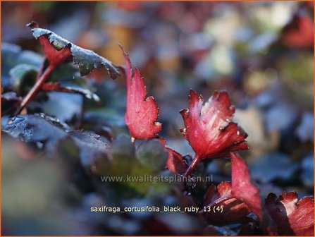 Saxifraga cortusifolia 'Black Ruby' | Steenbreek