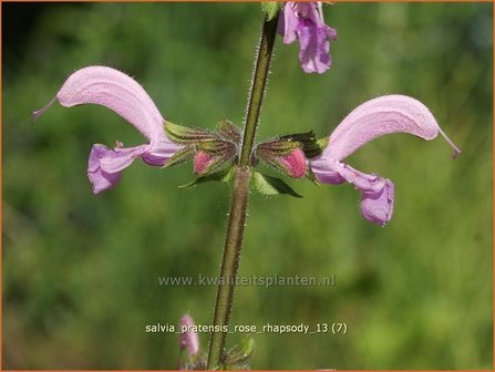 Salvia pratensis &#039;Rose Rhapsody&#039; | Veldsalie, Weidesalie, Salie, Salvia | Wiesen-Salbei | Meadow Sage