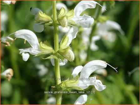 Salvia pratensis 'Swan Lake' | Veldsalie
