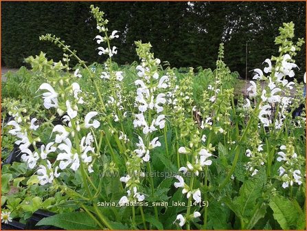 Salvia pratensis &#039;Swan Lake&#039; | Veldsalie