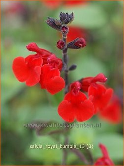 Salvia &#039;Royal Bumble&#039; | Salie, Salvia | Salbei | Sage