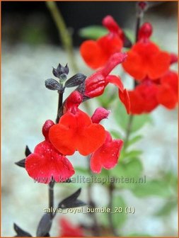 Salvia &#039;Royal Bumble&#039; | Salie, Salvia | Salbei | Sage