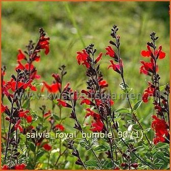 Salvia &#039;Royal Bumble&#039; | Salie, Salvia | Salbei | Sage