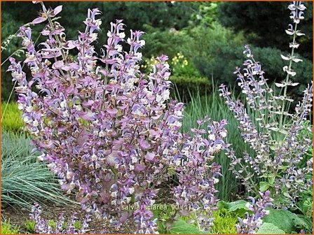 Salvia sclarea | Scharlei, Salie