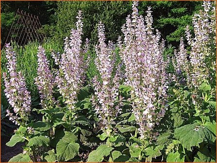 Salvia sclarea | Scharlei, Salie