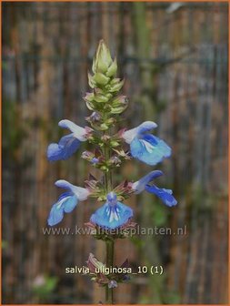 Salvia uliginosa | Moerassalie, Salie, Salvia | Moor-Salbei | Bog Sage