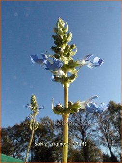 Salvia uliginosa | Moerassalie, Salie, Salvia | Moor-Salbei | Bog Sage