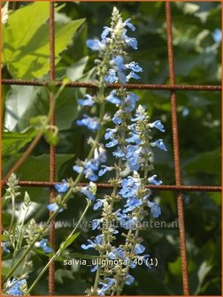 Salvia uliginosa | Moerassalie, Salie, Salvia | Moor-Salbei | Bog Sage