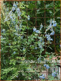 Salvia uliginosa | Moerassalie, Salie, Salvia | Moor-Salbei | Bog Sage