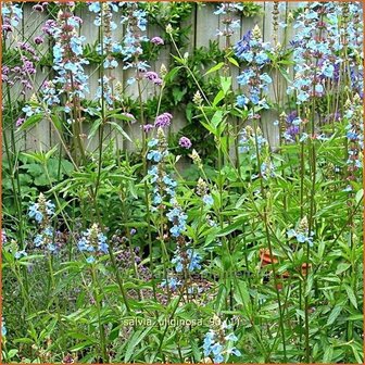 Salvia uliginosa | Moerassalie, Salie, Salvia | Moor-Salbei | Bog Sage