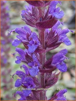 Salvia nemorosa &#039;Ostfriesland&#039; | Salie, Salvia