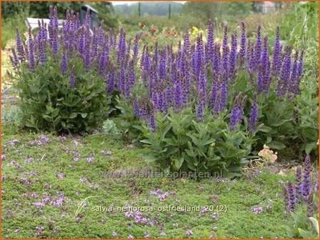 Salvia nemorosa &#039;Ostfriesland&#039; | Salie, Salvia