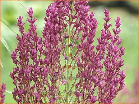 Salvia nemorosa &#039;Schwellenburg&#039; | Salie, Salvia