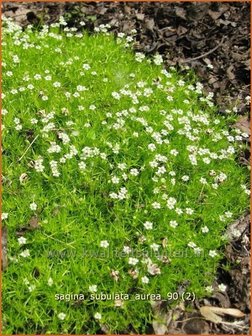 Sagina subulata &#039;Aurea&#039; | Vetmuur