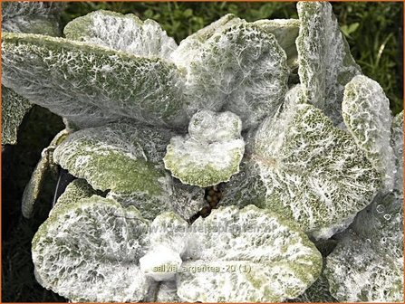 Salvia argentea | Zilversalie, Salie, Salvia | Silberblatt-Salbei | Silver Sage