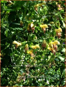 Salvia glutinosa | Salie, Salvia