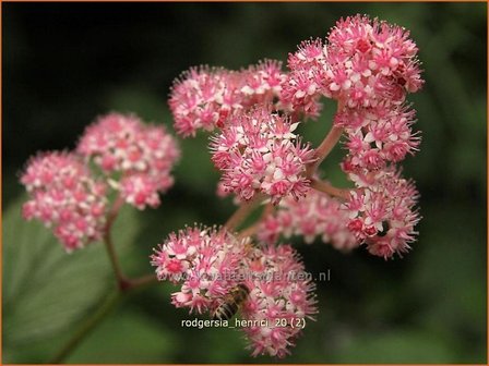 Rodgersia henrici | Schout-bij-nacht, Kijkblad