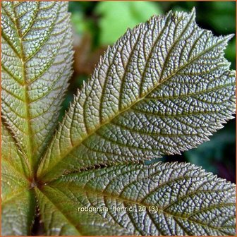 Rodgersia henrici | Schout-bij-nacht, Kijkblad