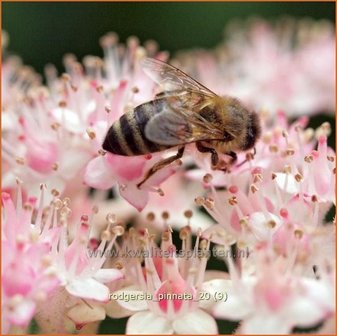 Rodgersia pinnata | Schout-bij-nacht, Kijkblad