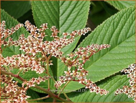 Rodgersia pinnata &#039;Hercules&#039; | Schout-bij-nacht, Kijkblad | Fiederbl&auml;ttriges Schaublatt