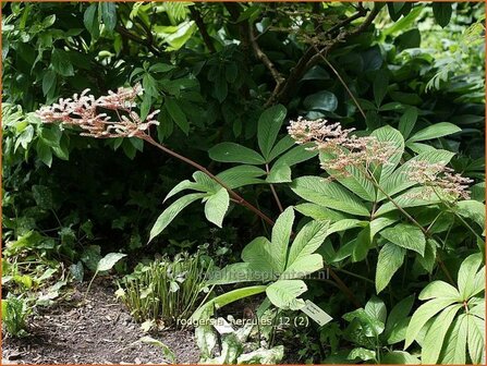Rodgersia pinnata &#039;Hercules&#039; | Schout-bij-nacht, Kijkblad | Fiederbl&auml;ttriges Schaublatt