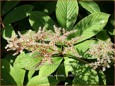 Rodgersia pinnata &#039;Hercules&#039; | Schout-bij-nacht, Kijkblad | Fiederbl&auml;ttriges Schaublatt