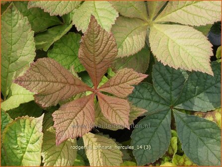 Rodgersia pinnata &#039;Hercules&#039; | Schout-bij-nacht, Kijkblad | Fiederbl&auml;ttriges Schaublatt
