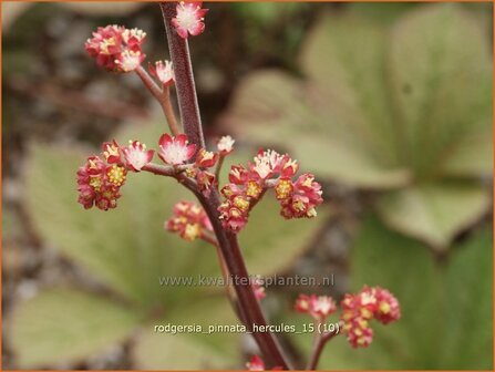 Rodgersia pinnata &#039;Hercules&#039; | Schout-bij-nacht, Kijkblad | Fiederbl&auml;ttriges Schaublatt