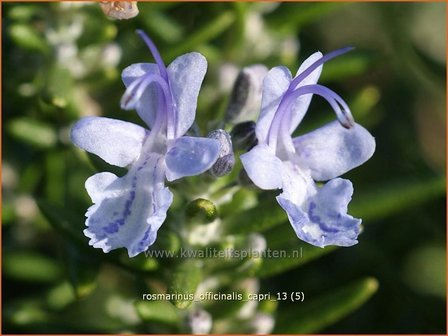 Rosmarinus officinalis &#039;Capri&#039; | Rozemarijn