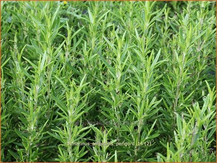 Rosmarinus officinalis &#039;Perigord&#039; | Rozemarijn