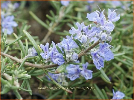 Rosmarinus officinalis &#039;Prostratus&#039; | Rozemarijn | Rosmarin