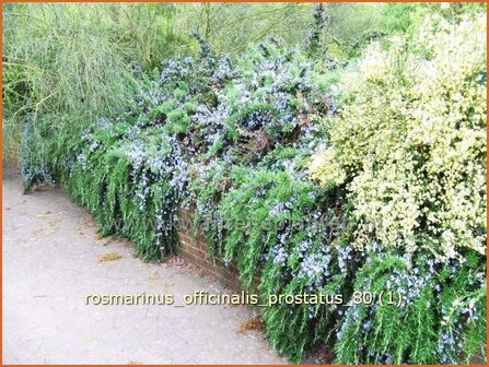 Rosmarinus officinalis &#039;Prostratus&#039; | Rozemarijn | Rosmarin