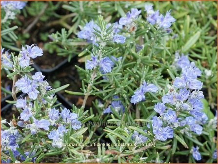 Rosmarinus officinalis &#039;Prostratus&#039; | Rozemarijn | Rosmarin