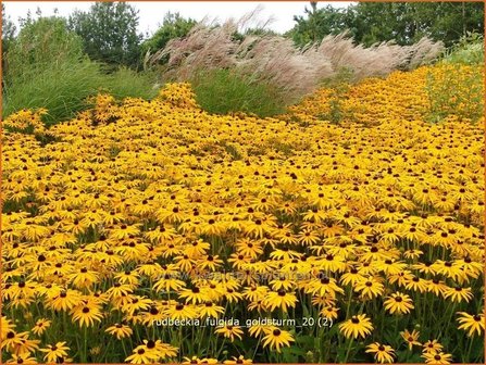 Rudbeckia fulgida &#039;Goldsturm&#039; | Zonnehoed